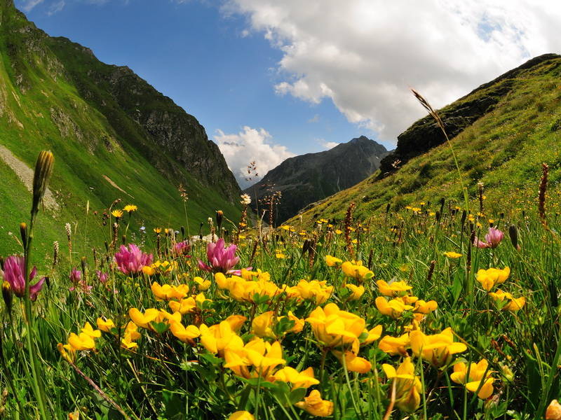 Flora and fauna