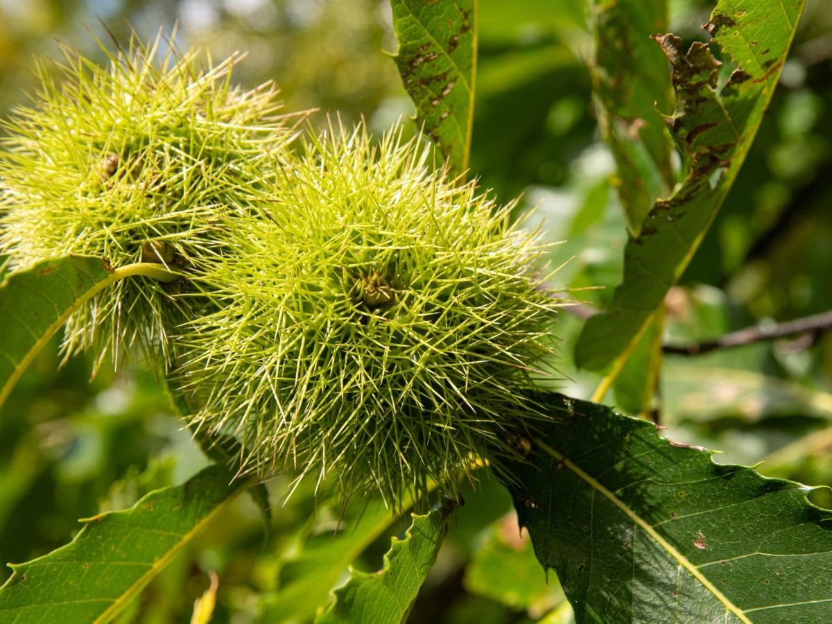 Chestnut Festival